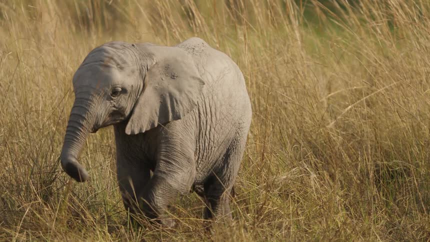 An elephant walks through a field