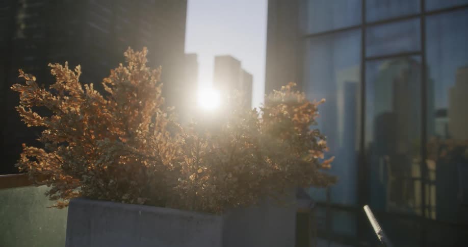 Morning sunlight filters through the bances of a bush growing on an apartment balcony in the city