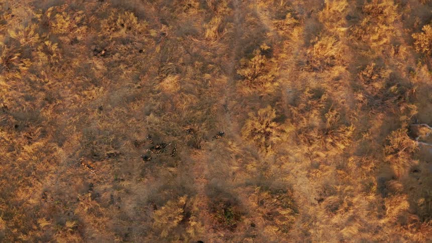 An overhead aerial view shows packs of African wild dogs walking around
