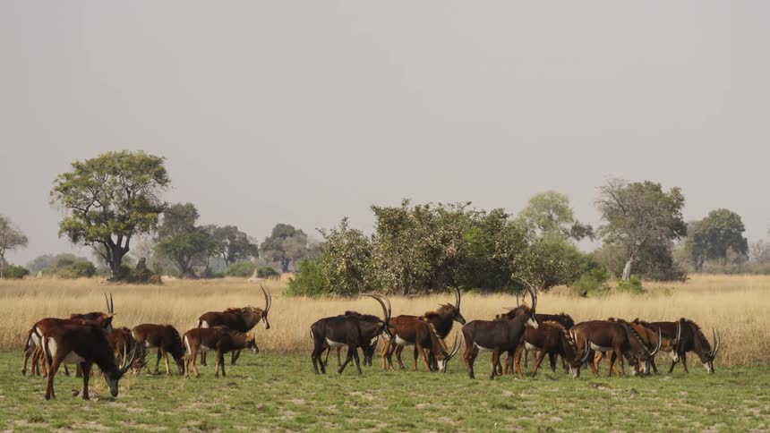 Gazelle are grazing in the grassland area in spring