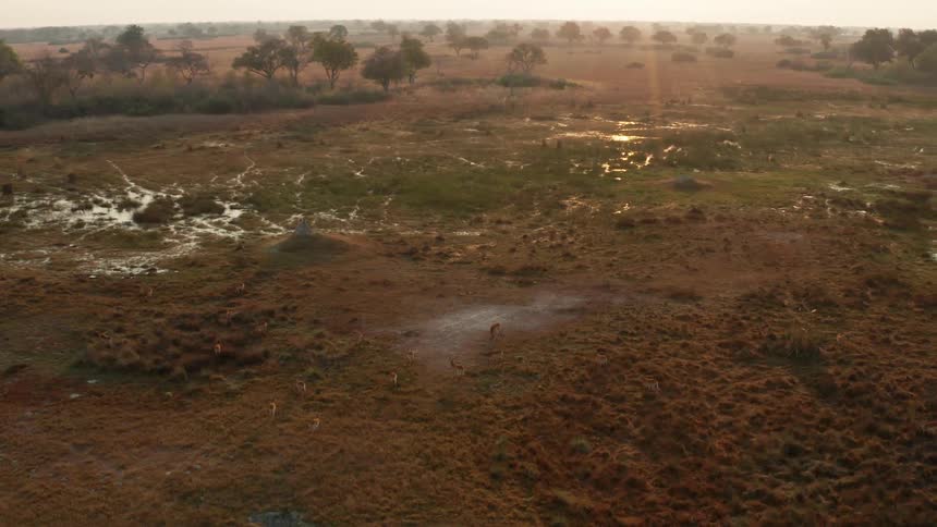 Herd of animals moves across ground crisscrossed with narrow streams that reflect the sun on a foggy day