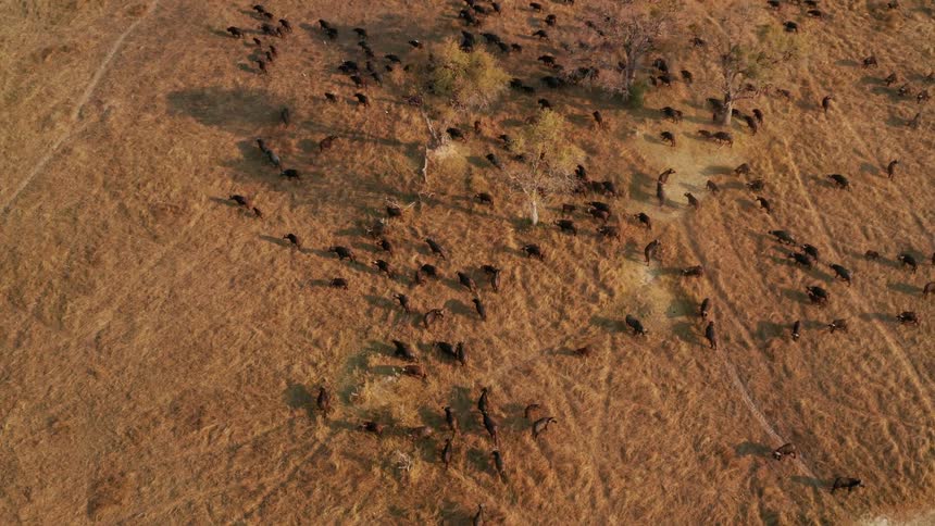 A herd of animals are walking through a landscape