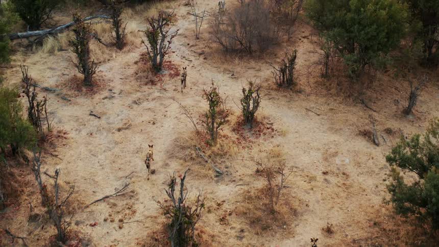 A small group of African wild dogs can be seen from above as they are walking amidst sparse trees