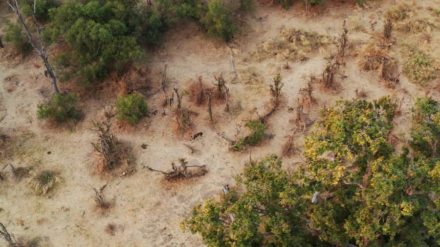 A group of African wild dogs can be seen from above as they are walking amidst sparse trees