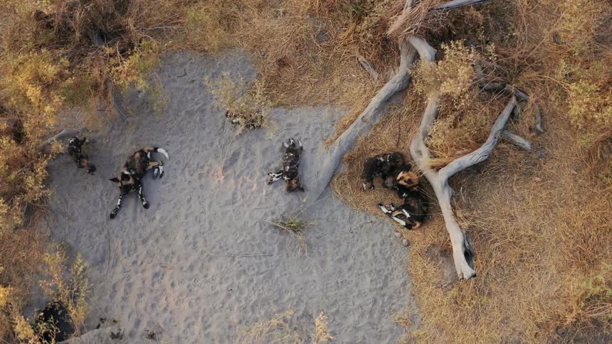Pack of african wild dogs moves over sandy patch in field