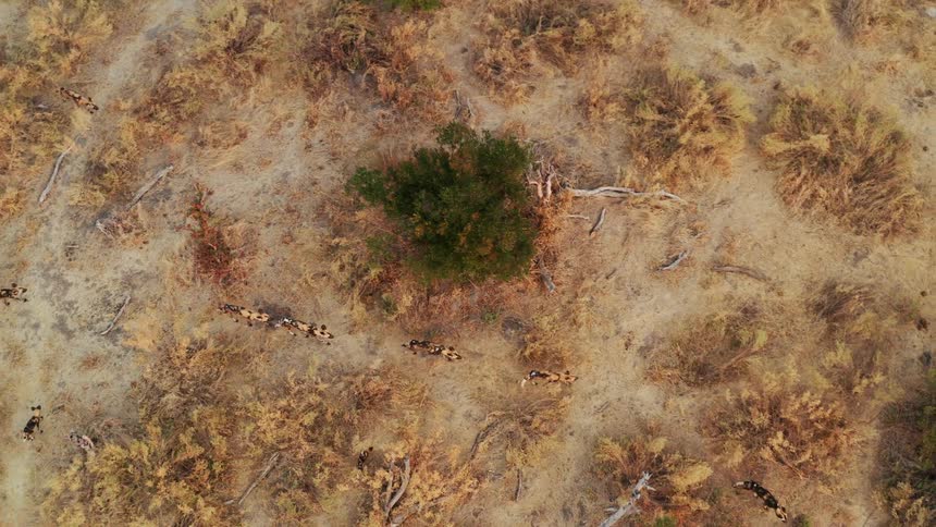 Top down aerial view of a pack of African wild dogs walking on the savannah plains