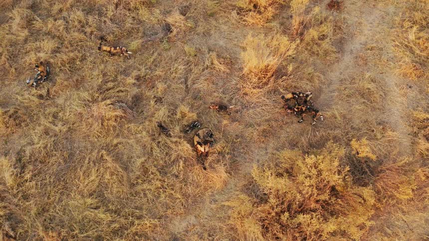 A group of African wild dogs run through a field