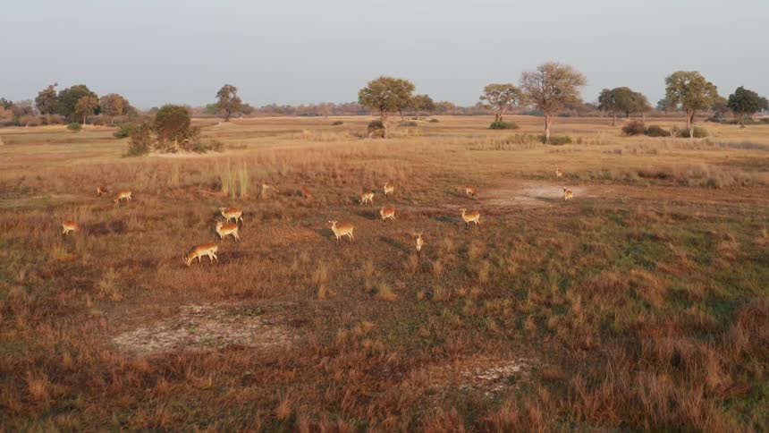 A group of wild deer on a safari