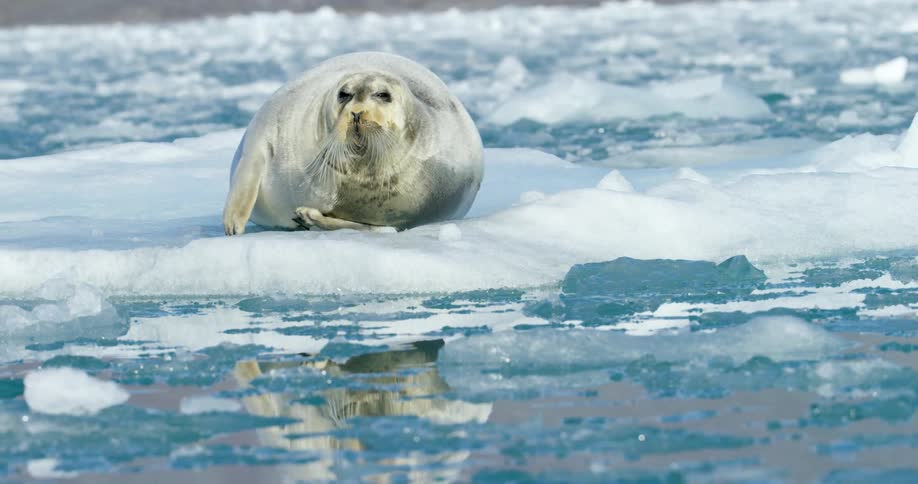 A large seal is floating on ice in the water