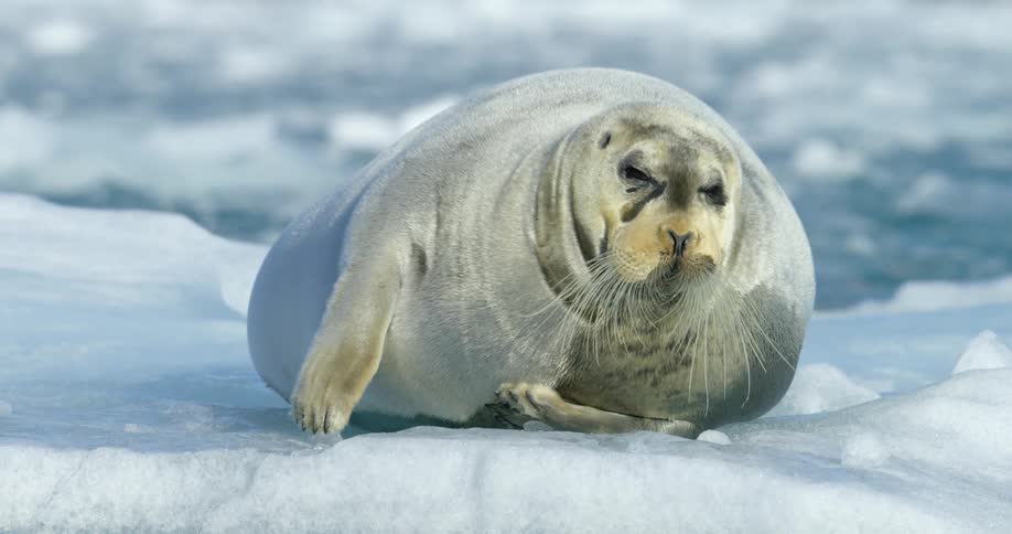 Walrus lying in an icy wilderness