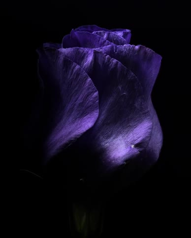 Close up time lapse of blooming violet petals against black background