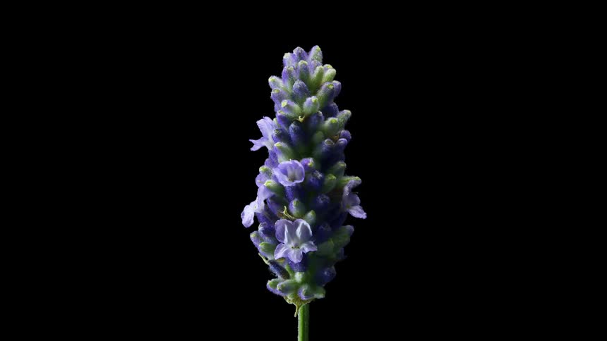 Cluster of small blue flowers blooms on green stem against a black background