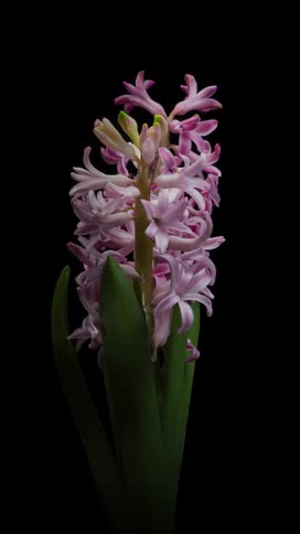 Timelapse shot of a rotating pink hyacinth plant growing and wilting against black background
