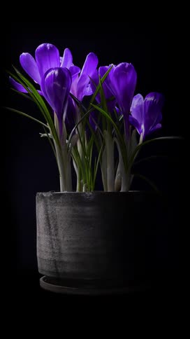 Flowering crocus blooms and wilts in rotating flower pot