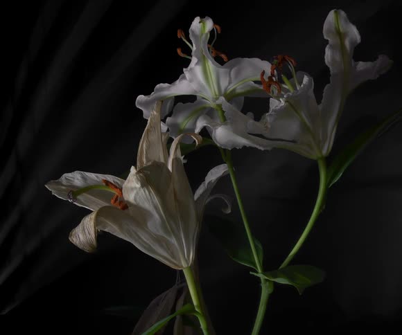A time lapse view of several white flowers wilting against a black background