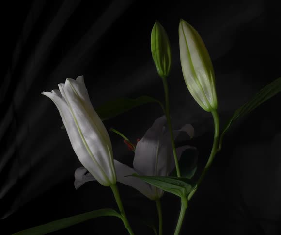 Time lapse close up of white flowers blooming against a black background