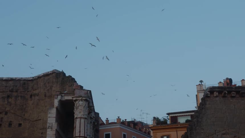 Dozens of birds fly over brick buildings