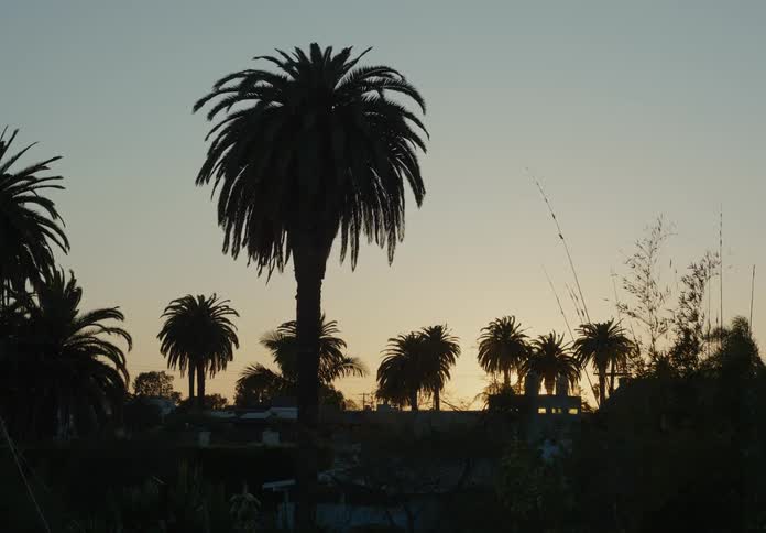 Silhouette of palm trees in the neighborhood at evening