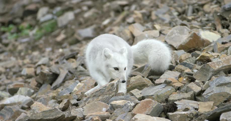A white fox walks across a rocky path