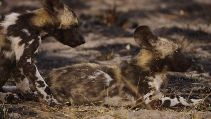 Two African wild dogs are walking in the jungle together