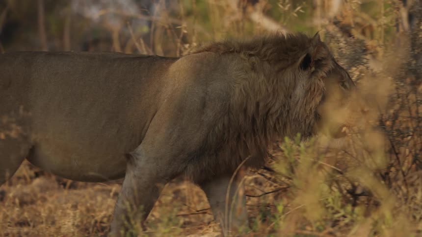 A lion prowls through the thick savanna grass and bushes toward a rock