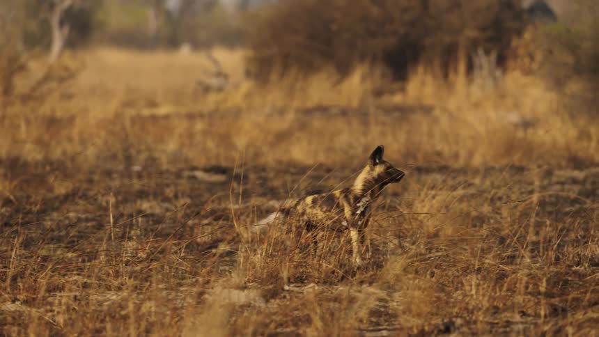 A lone African wild dog stands alertly while paying attention to its surroundings