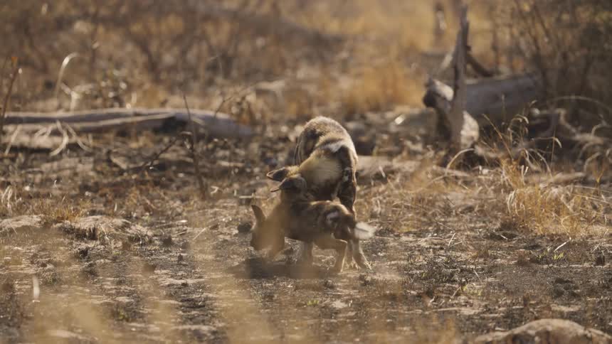 An African wild dog walking in the dirt up to their puppy running up to it