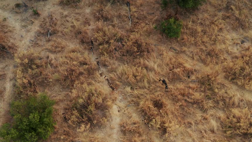 A small group of African wild dogs can be seen from above as they are walking amidst sparse trees