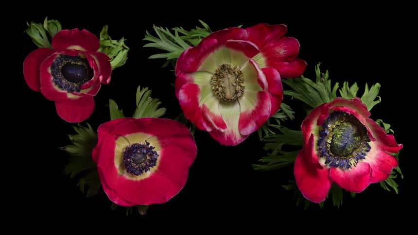 Several pink flowers bloom open against a black background