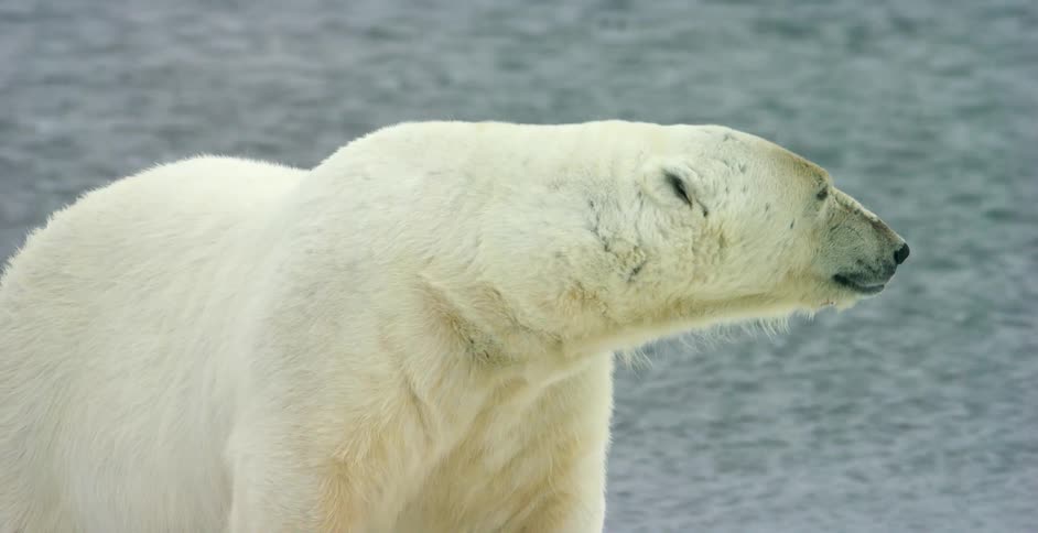 A polar bear looks around near the water