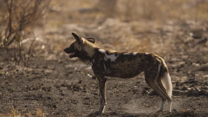 A African wild dog on the savanna stands and looks around after taking a step