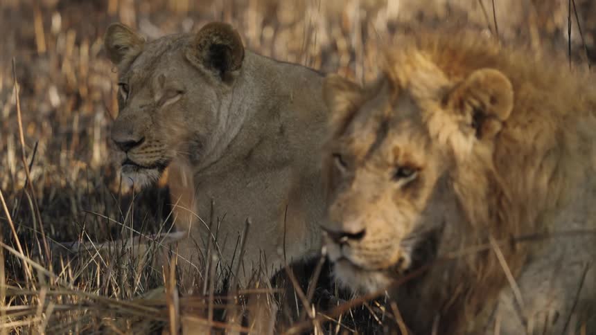 Two lions rest together