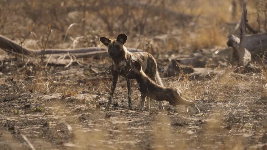 A pair of African wild dog are outside and investigating their surroundings