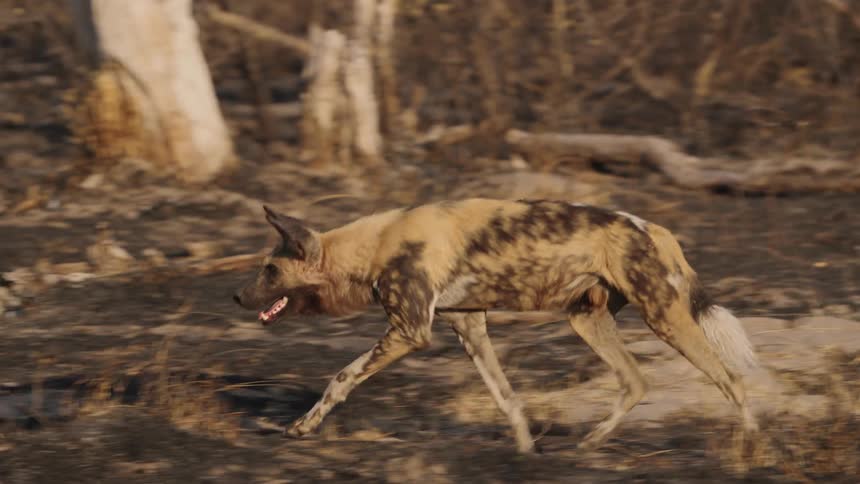An African wild dog is running through the wilderness