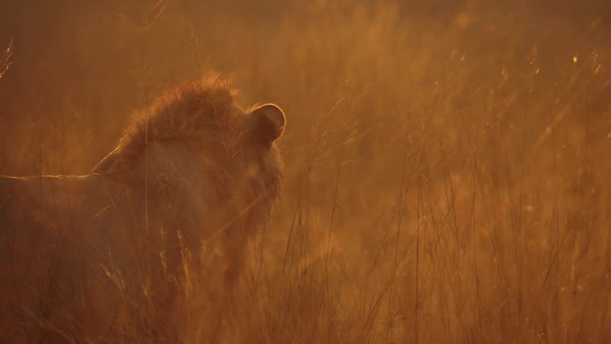 Close up view of a lion in the jungle is displayed