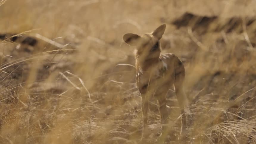 An African wild dog standing in the grass turns and runs toward the left