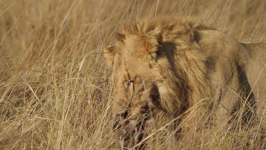 Lion walking holding dead African wild dog in its mouth in a field
