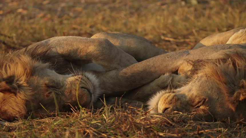 Two lions laying on a field napping at midway