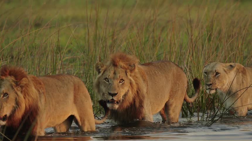 A family of lions are walking in a swamp surrounded by plants and vegetation