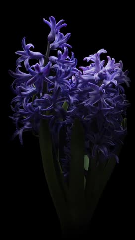 Flowering hyacinth plant grows and blooms before flowers wilt