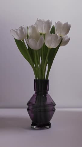 Time lapse white tulips in vase blossoming and wilting