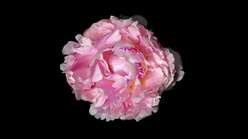 Overhead timelapse of flower opening and blooming