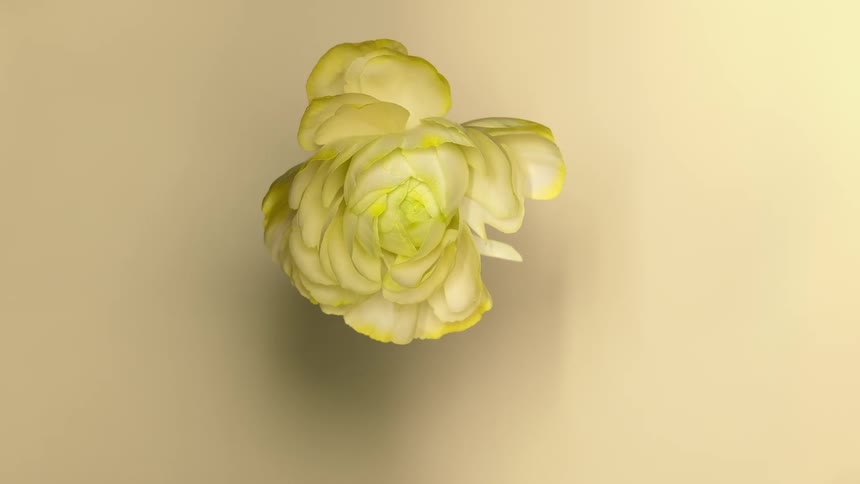 Overhead time lapse view of a flower blossoming indoors
