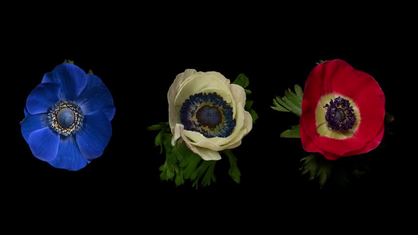 Time lapse view of three flowers blooming