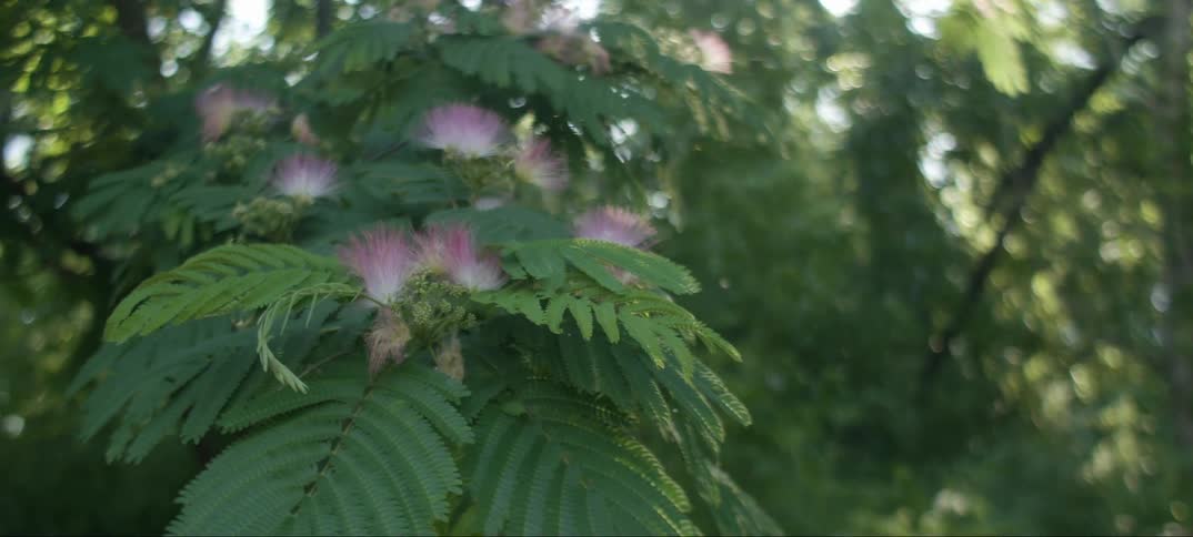 A tree with blooming flowers sways gently in the breeze during the day