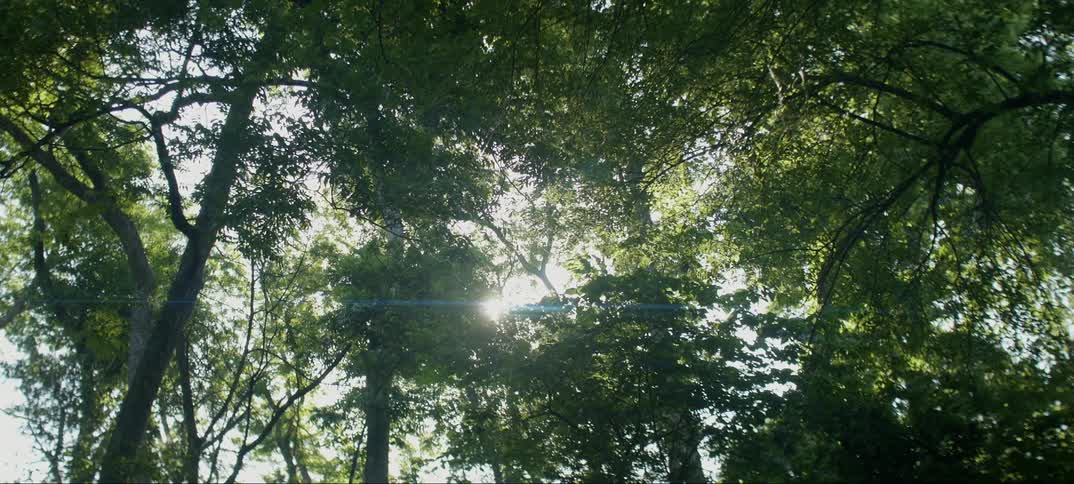A canopy of leaves is being filmed from the ground