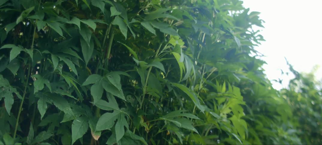 Leaves gently blowing in the breeze are being filmed up close
