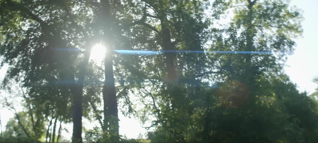 Sun shining through the trees in the forest