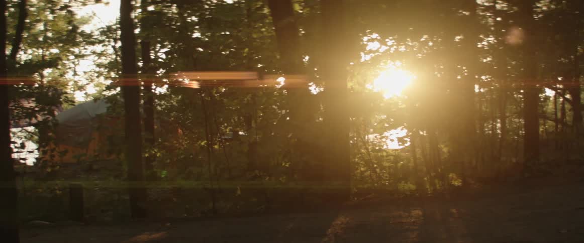 Trees are silhouetted against the shining sun in the forest