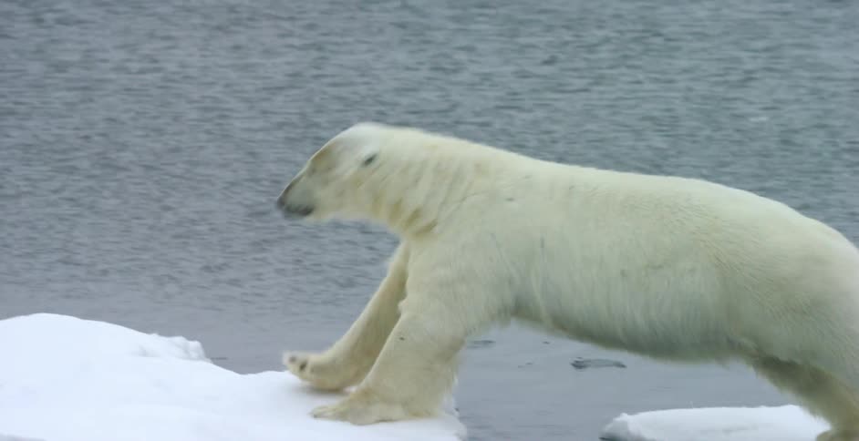 A polar bear jumps from one ice block to another
